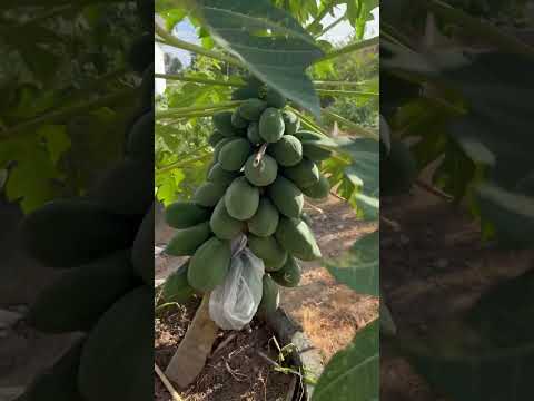 Папайя карликовая мини Papaya Dwarf mini