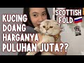 KUCING PULUHAN JUTA LANGKA DI INDONESIA DIJAMIN UWU BANGET !!  -  Scottish Fold