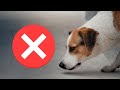 Smells That Dogs ACTUALLY HATE