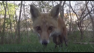 Hidden camera catches a sneaky fox in my back yard