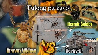 Brown Widow Vs. Hermit Spider 😬/ Unusual Battle with a "TWIST" 😎👌