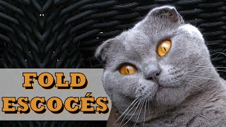 Gato Fold Escocés - Qué hay con sus orejas? by ABC del mundo Animal 218 views 1 year ago 9 minutes, 42 seconds