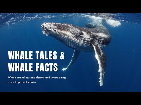 Whale Tales and Whale Facts