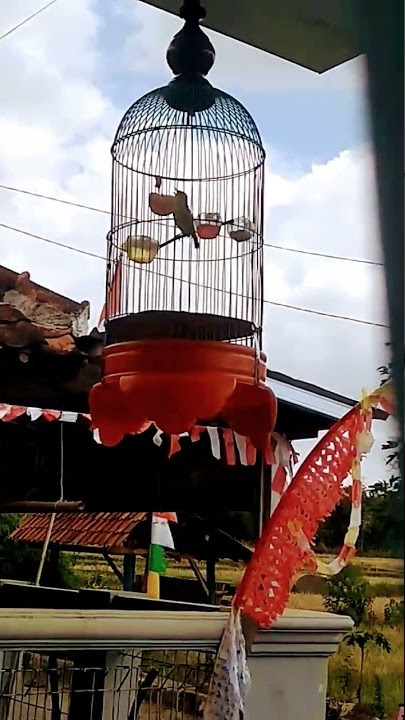Pleci Banyuwangi milik kang Sam