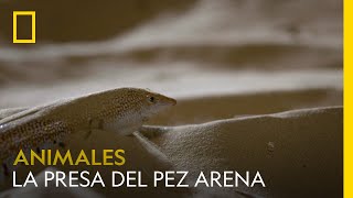 Observa cómo este extraño pez de arena compite por una presa | NATIONAL GEOGRAPHIC ESPAÑA