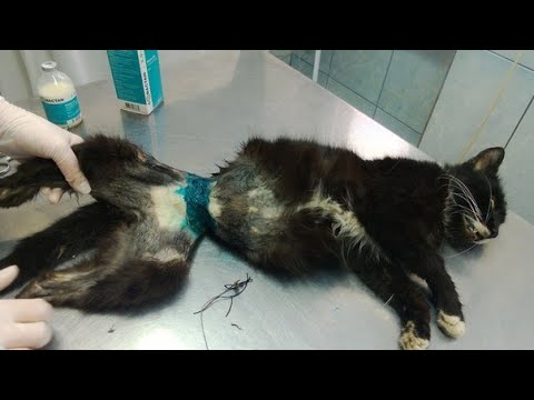 Knackers tied a cat&rsquo;s stomach with wire #animals