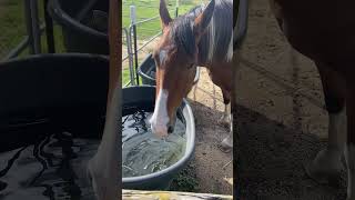 Horse drinking water