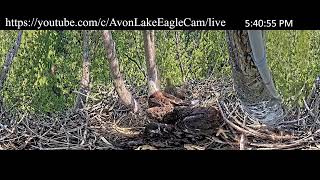 Avon Lake Eagle Cam 1  360 Degree