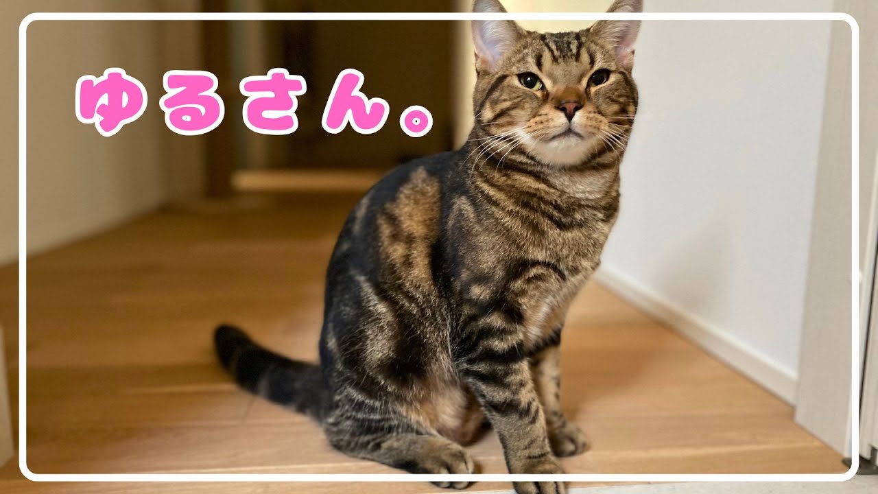 【ほっけ】お洋服苦手系男子。【アメショ】