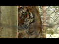 Ticats Visit Killman Zoo