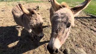 : Mini donkeys enjoying treats!