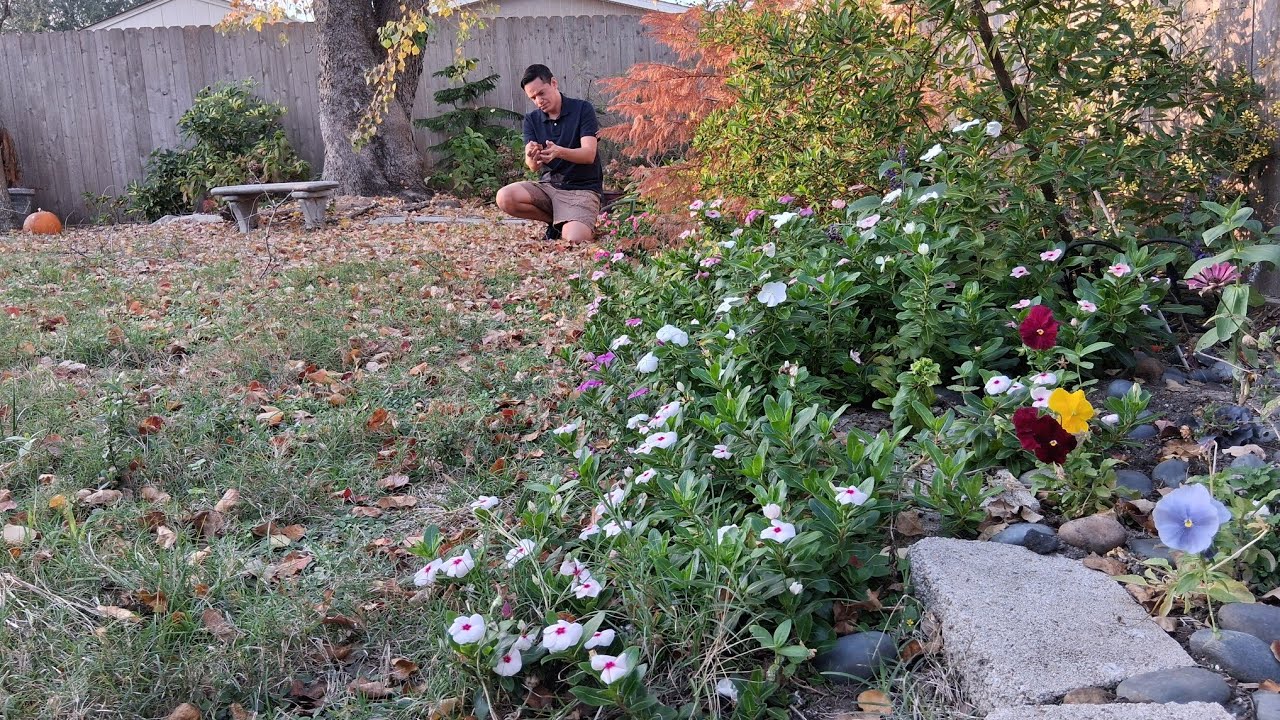 Sacando un poco de maleza, disfrutando del otoño en el jardín y vistazo al jardín 2