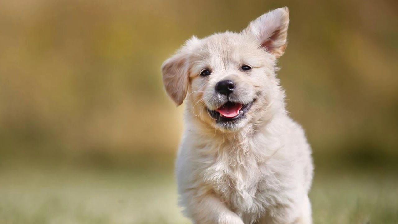 Puppies For Sale Ontario - YouTube