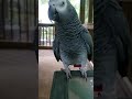 Nikki the African Grey hanging outside on porch during thunderstorm part 2