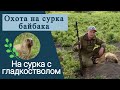 Охота на сурка байбака | На сурка с гладкостволом | Охота на сурка в Алтайском крае