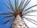 تلاوات الروح و الن خ ل ب اس ق ات ل ه ا ط ل ع ن ض يد