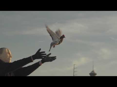 Pigeons wearing MAGA hats