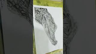 New Sketch Of Baby Crocodile Art1Sketch1Mplease Support