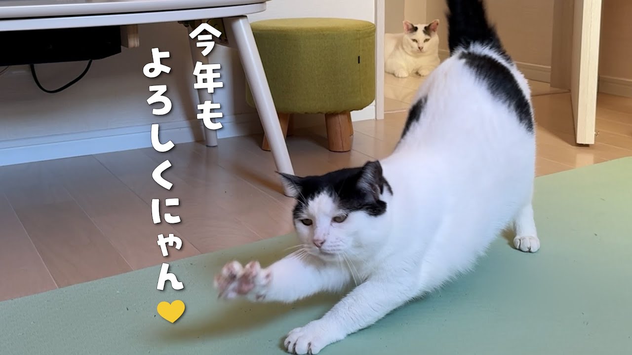 Я была так счастлива провести первые три дня года со своими кошками, которые с начала нового года...