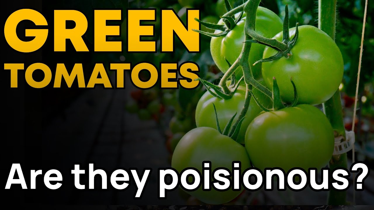 IS IT SAFE TO EAT GREEN TOMATO? 🍅🍏 YouTube