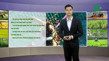 Thời tiết Nông vụ ngày 02/12/2020 | VTC14