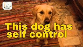 This dog has a lot of self control
