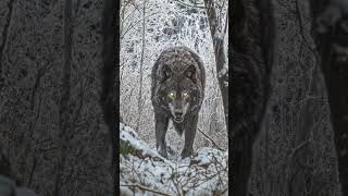 Night Hunter 🐺 | Scary Wolf  Video 4K #shorts