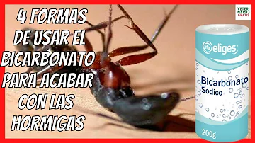 ¿Cómo eliminar hormigas diminutas de la casa?