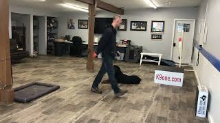 Max the Rottweiler demonstrating his obedience off leash - K9one Dog Training