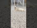 #like #cat #красиваякошка #likeforlikes #прикольныекоты #beautiful #кошка#catshorts #catlovers