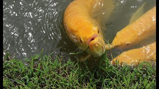 Feeding Giant Golden Arowana in Large Pond
