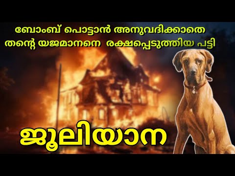 Great Dane named Juliana incredibly saved her master's life during World War 2 | Historical story