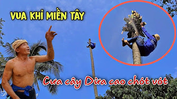 Hồi Hộp Và Thót Tim Cảnh Anh Tùng (VUA KHỈ MIỀN TÂY) Leo Cưa Cây Dừa Lâu Năm Cao Chót Vót
