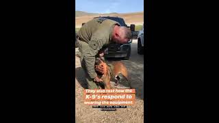 Orange County Sheriff's K-9 Selection 2020