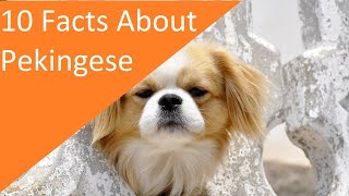 10 Facts About Pekingese Dog Breed (dogs 101)