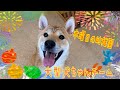 【幼稚園】木曜日の幼稚園🐾大型犬ちゃんチーム