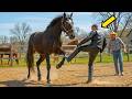 This Horse Taught A Biker A Lesson He’ll Never Forget