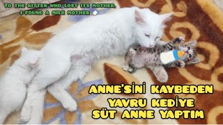 YAVRU KEDİNİN SÜT ANNESİNE KAVUŞMA ANI  the kitten's foster mother, The moment of reunion