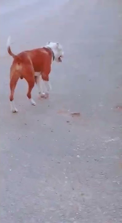 bullmastiff-for-free-adoption-free-dog-adoption-free-dog-adoption