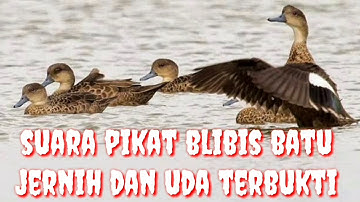 Suara pikat blibis batu jerni dan uda terbukti poin