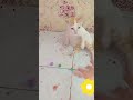 Cat barsic🌟 beads🌀bublee🎉 rainboww☘️cring#satisfying #SatisfyingProcess #satisfyingvideo