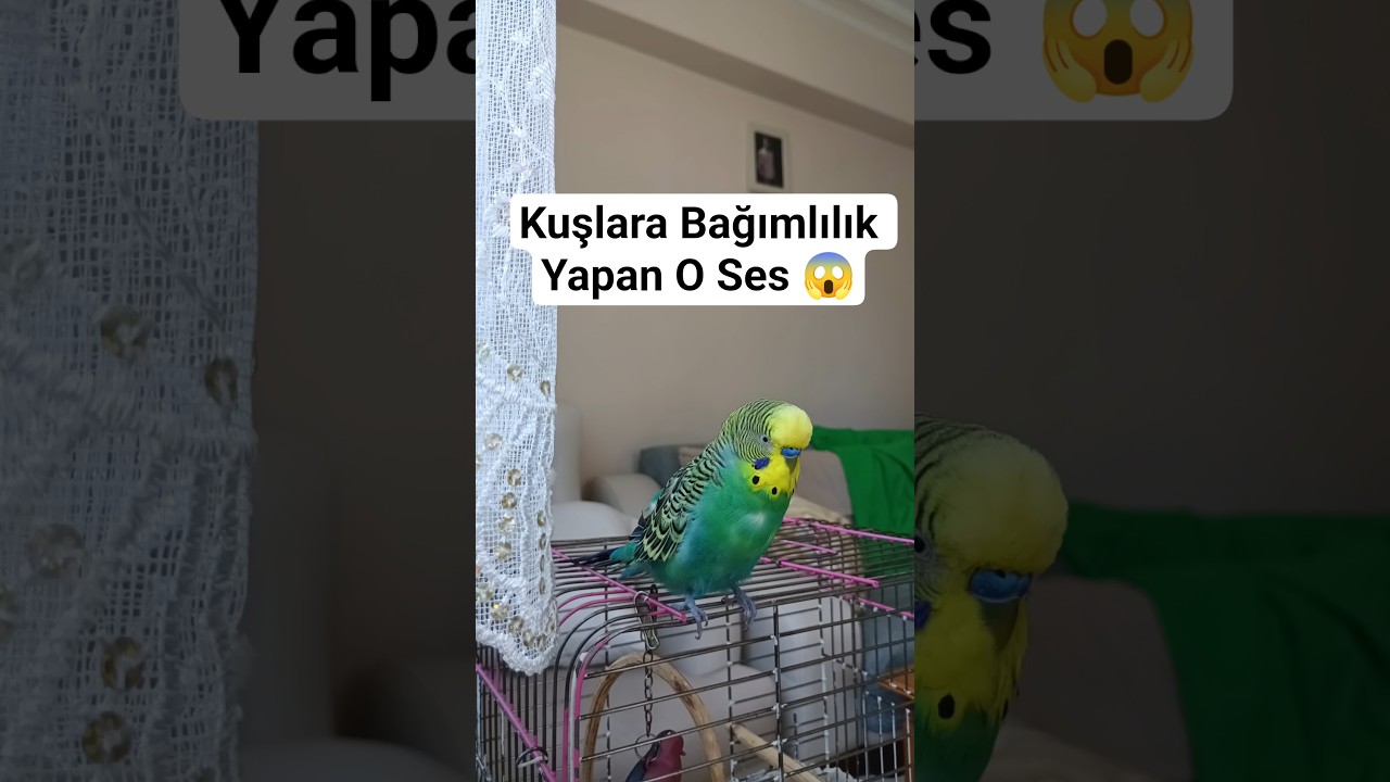 Muhabbet kuşu Sesi ve Muhabbet kuşu konuşması #muhabbetkuşu #vogel #budgies #birds