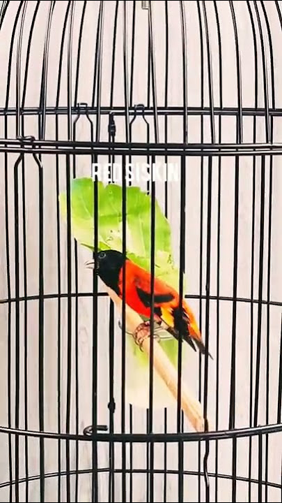 RED SISKIN GACOR FULL ISIAN