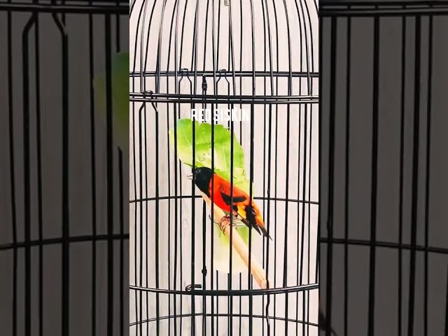 RED SISKIN GACOR FULL ISIAN class=