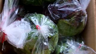 Week 2 of Edible Earth Farm's 2012 CSA