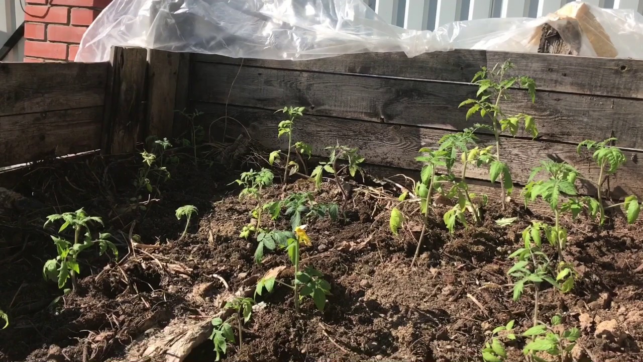 Супер способ выращивания томатов в открытом грунте ( в компостнике )