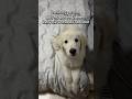 Lary zawsze ma wytłumaczenie #dog #doglover # doglife #goldenretriever