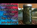 Herbal infusions garden updates and other thisnthat for late april 2021