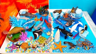 Learn sea animals names- Tropical and Arctic seas habitat-Learn facts about animal life