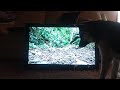 Poncho video